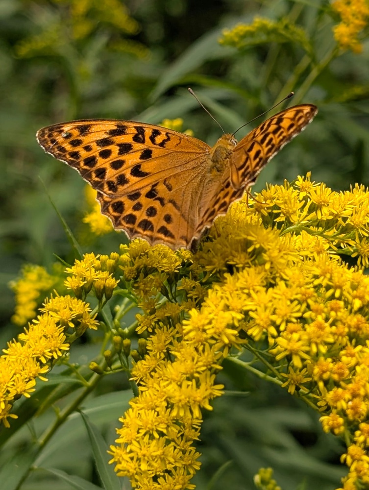 Schmetterling als Symbol für die Seele